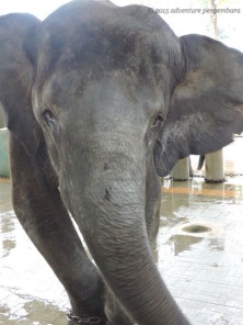 Selendang elephant uses a prosthetic leg when she goes to play in the yard!