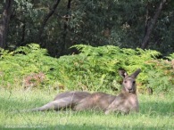 Male kangaroo lying down